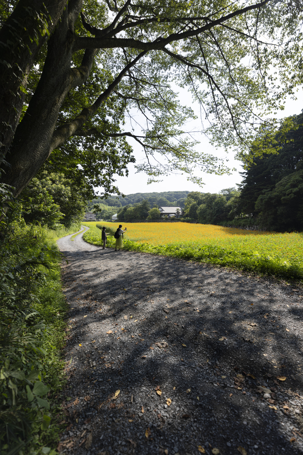宇都宮で一面に広がるキバナコスモスを見て秋の訪れを感じ、最高の一枚を撮影しよう!宇都宮美術館近くの隠れスポットです!
