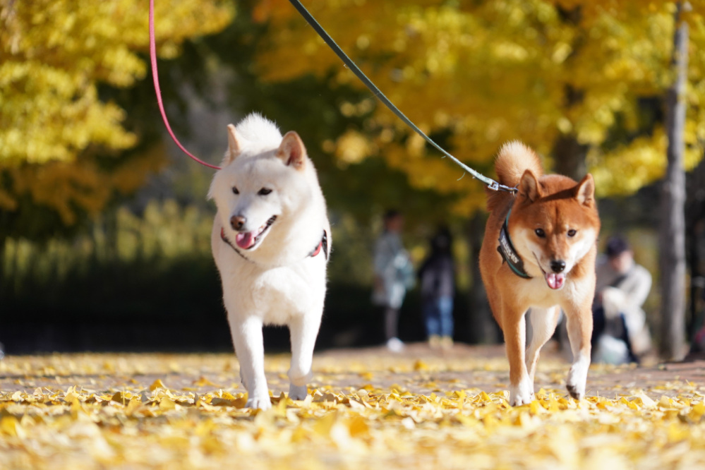ペットとお出かけ♪~宇都宮の紅葉スポット6選~
