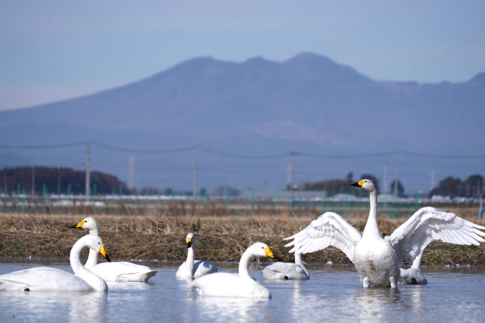宇都宮観光コンベンション協会職員がおすすめする「ガイドブックに載っていない観光スポット」10選!