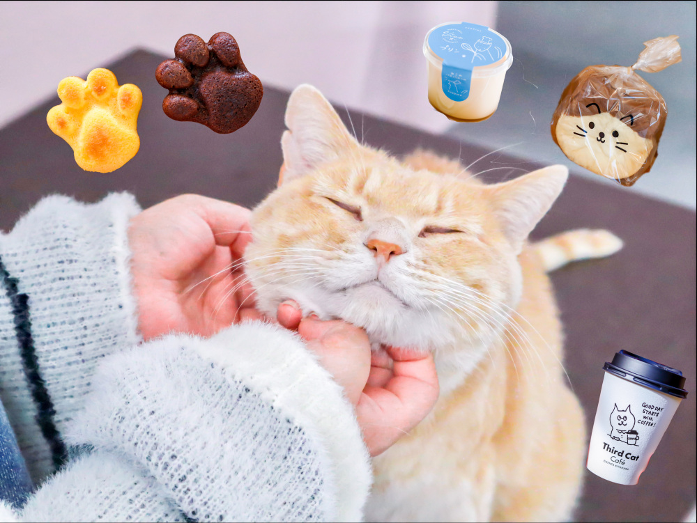 かわいいが止まらない♡宇都宮の猫カフェ&猫モチーフグルメ特集