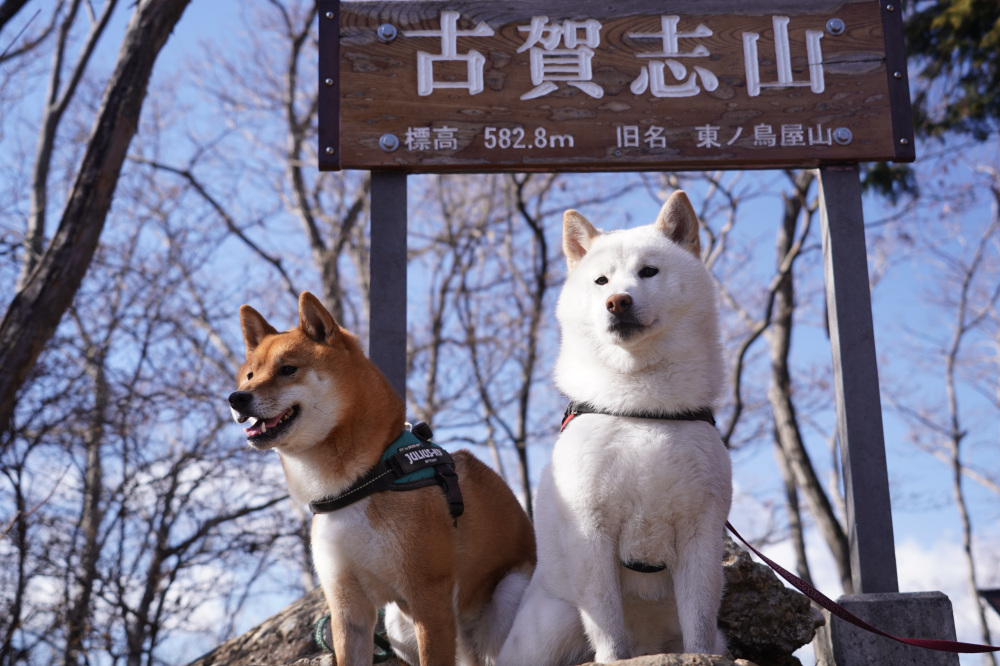 ペットとお出かけ♪~古賀志山ハイキング・南コース往復~