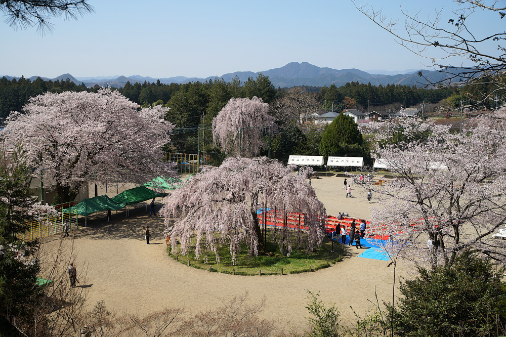 宇都宮観光コンベンション協会職員がおすすめする「城山地区の桜めぐり」10選!