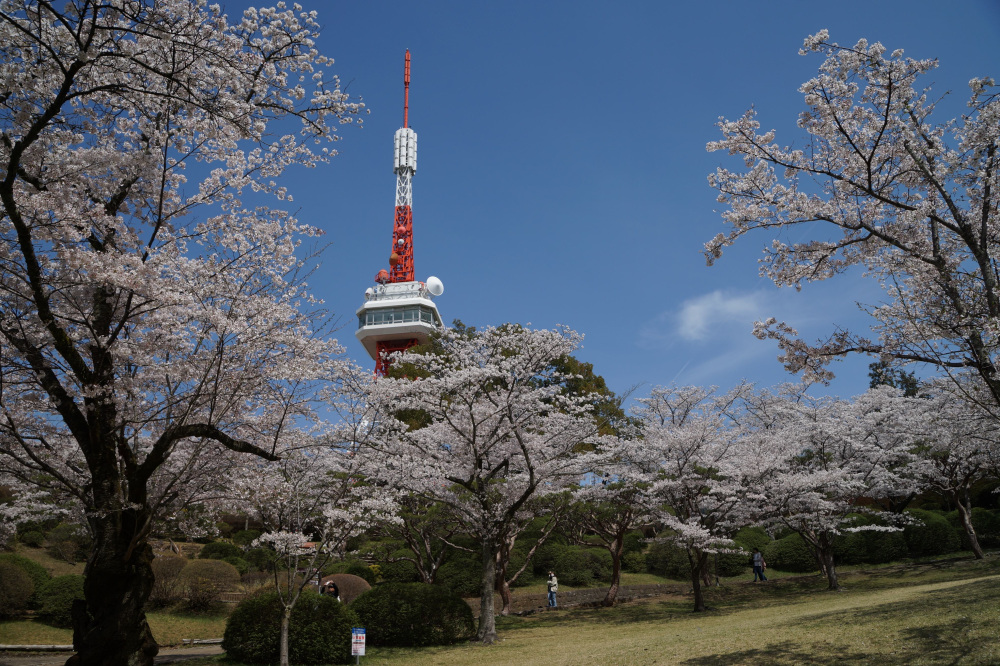 近くの観光スポット　八幡山公園