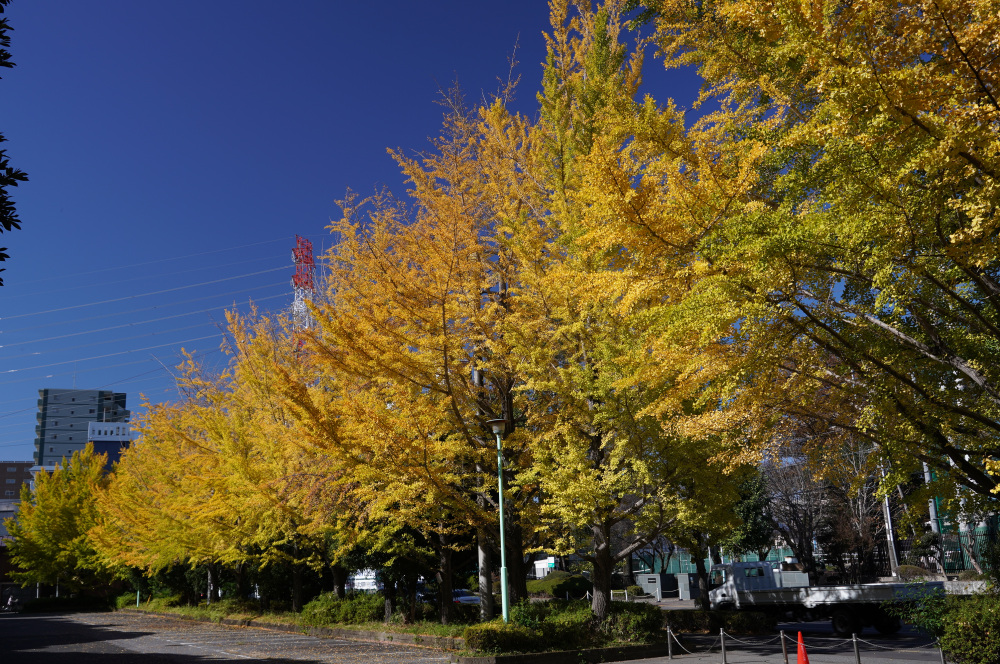 近くの観光スポット　宇都宮駅東公園