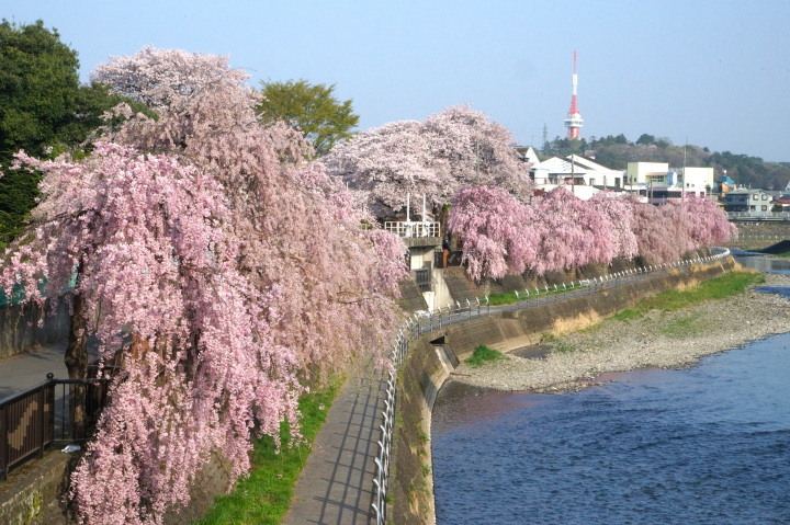 車なしでOK！JR宇都宮駅西口で桜三昧　30分ショートコース