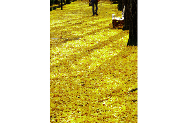 「Yellow carpet（イエローカーペット）」