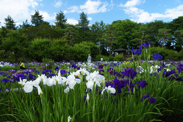 「咲き誇る花ショウブ」