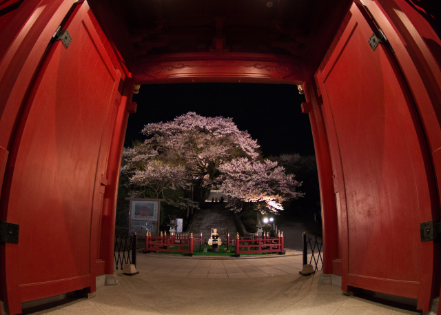 「赤門の夜桜」