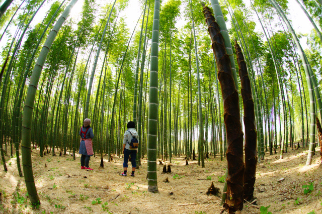 「こもれび照らす竹林」