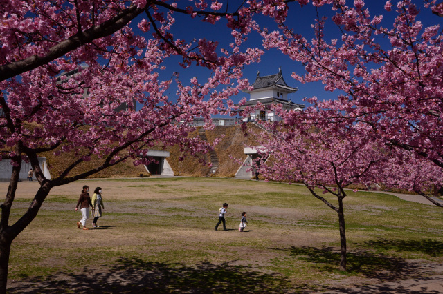 「春の城址公園」