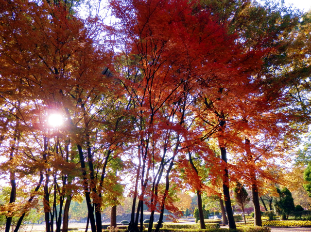 「公園のソネット」