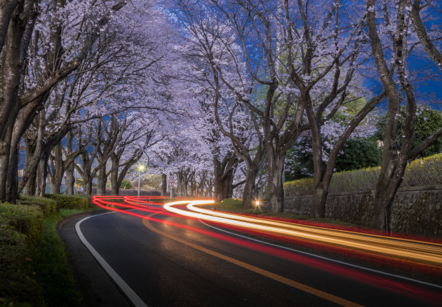 「たそがれの桜街道」