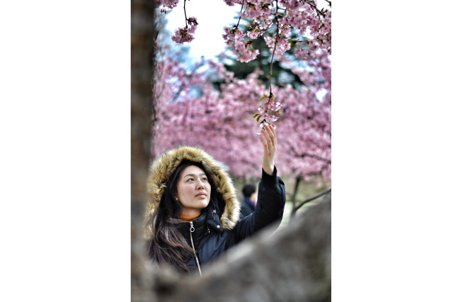 「桜の木の下」