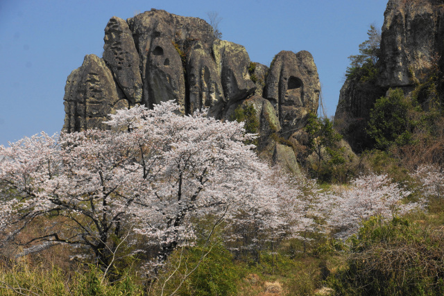 「桜と大谷奇岩」