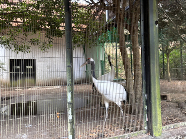 タンチョウ