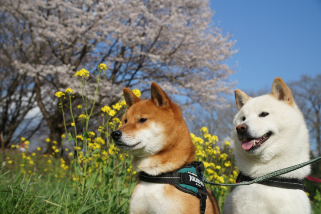 ペットとお出かけ♪～宇都宮の観光施設・公園6選～