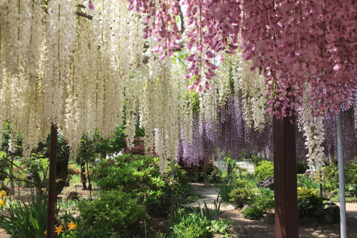 宇都宮最大級の藤棚「上籠谷のフジ」取材記。GWのお出かけにも!