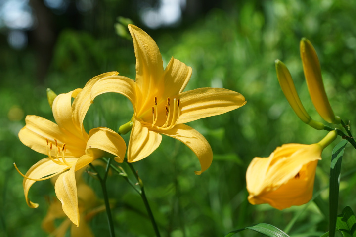 宇都宮でも見られるニッコウキスゲの群生地