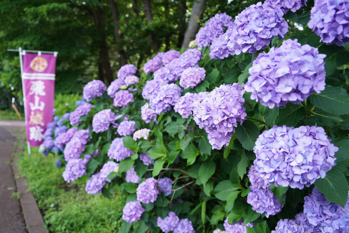 ライトライン沿線の紫陽花スポット!