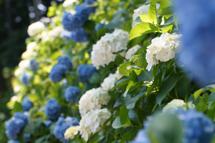 参道の両側には様々な種類の紫陽花が咲き乱れる