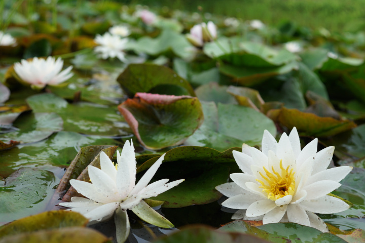 雨に濡れた睡蓮も美しい!梅雨時期のおでかけスポット♪