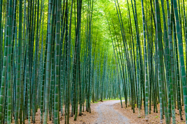 若竹の杜 若山農場