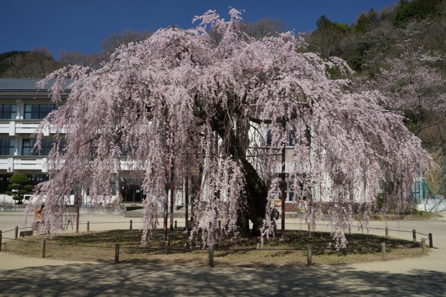 古賀志の孝子桜まつり