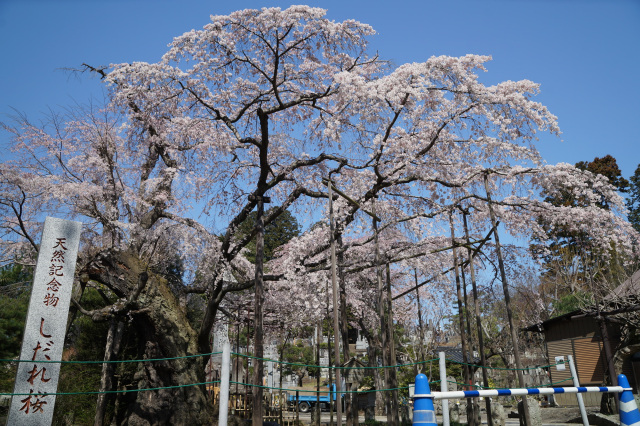 祥雲寺