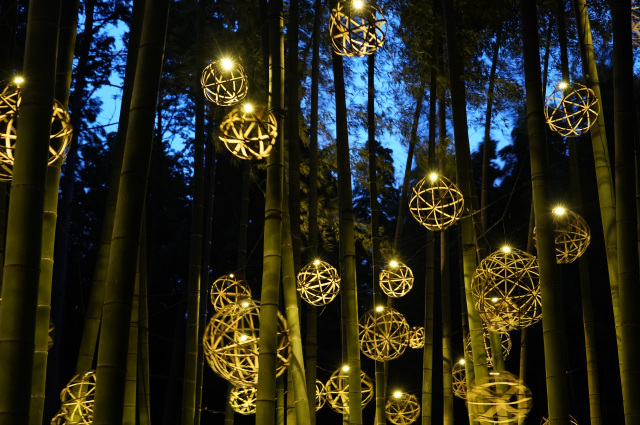 Bamboo Winter Lights