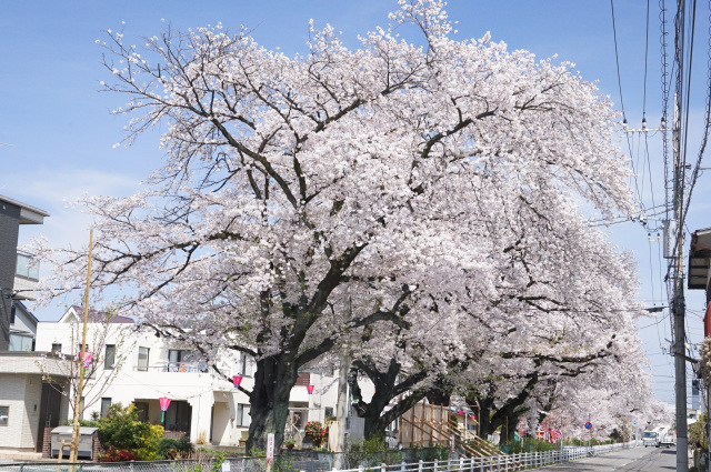 新川桜並木