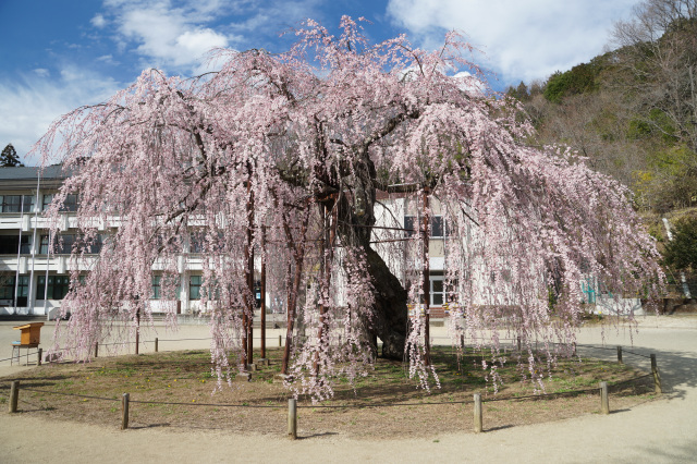 孝子桜（城山西小学校）