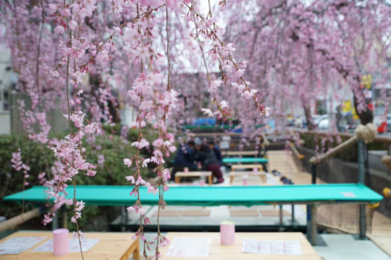 かまがわ川床桜まつり（4月）