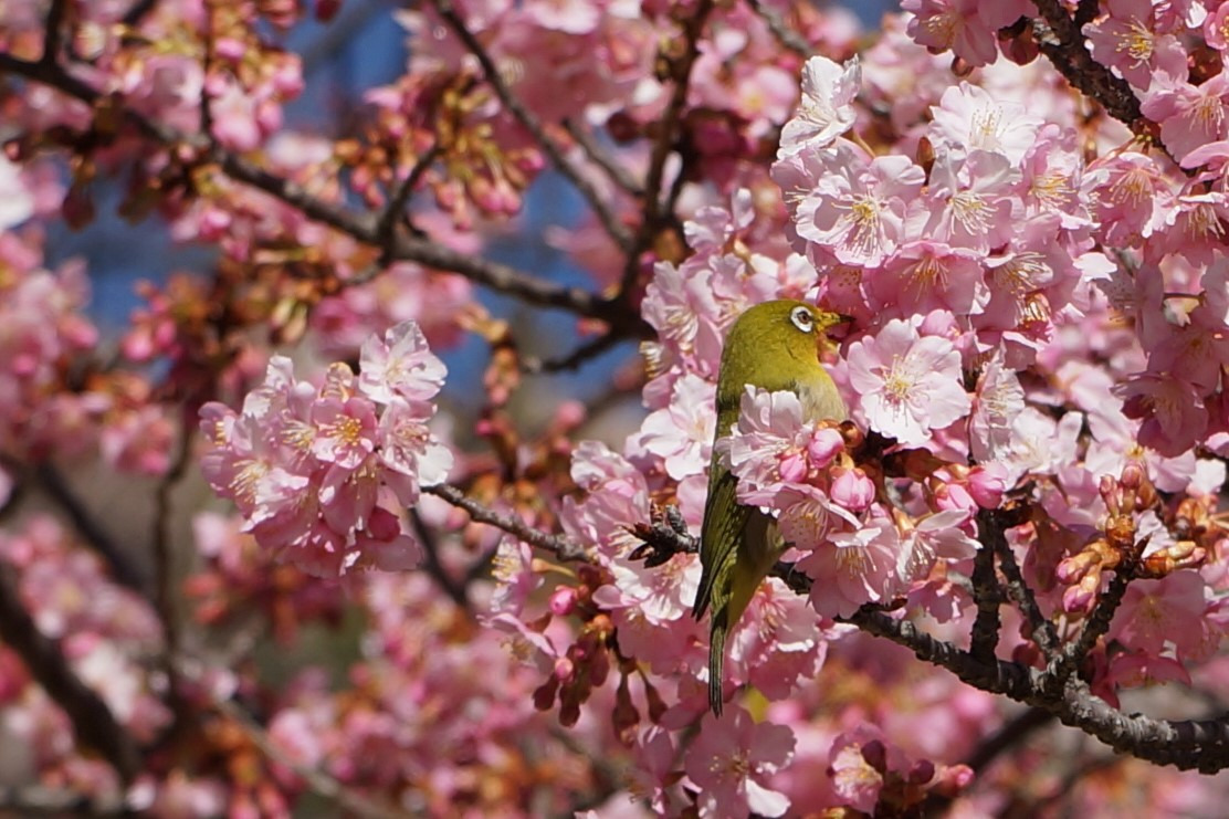 宇都宮城桜まつり(3月)