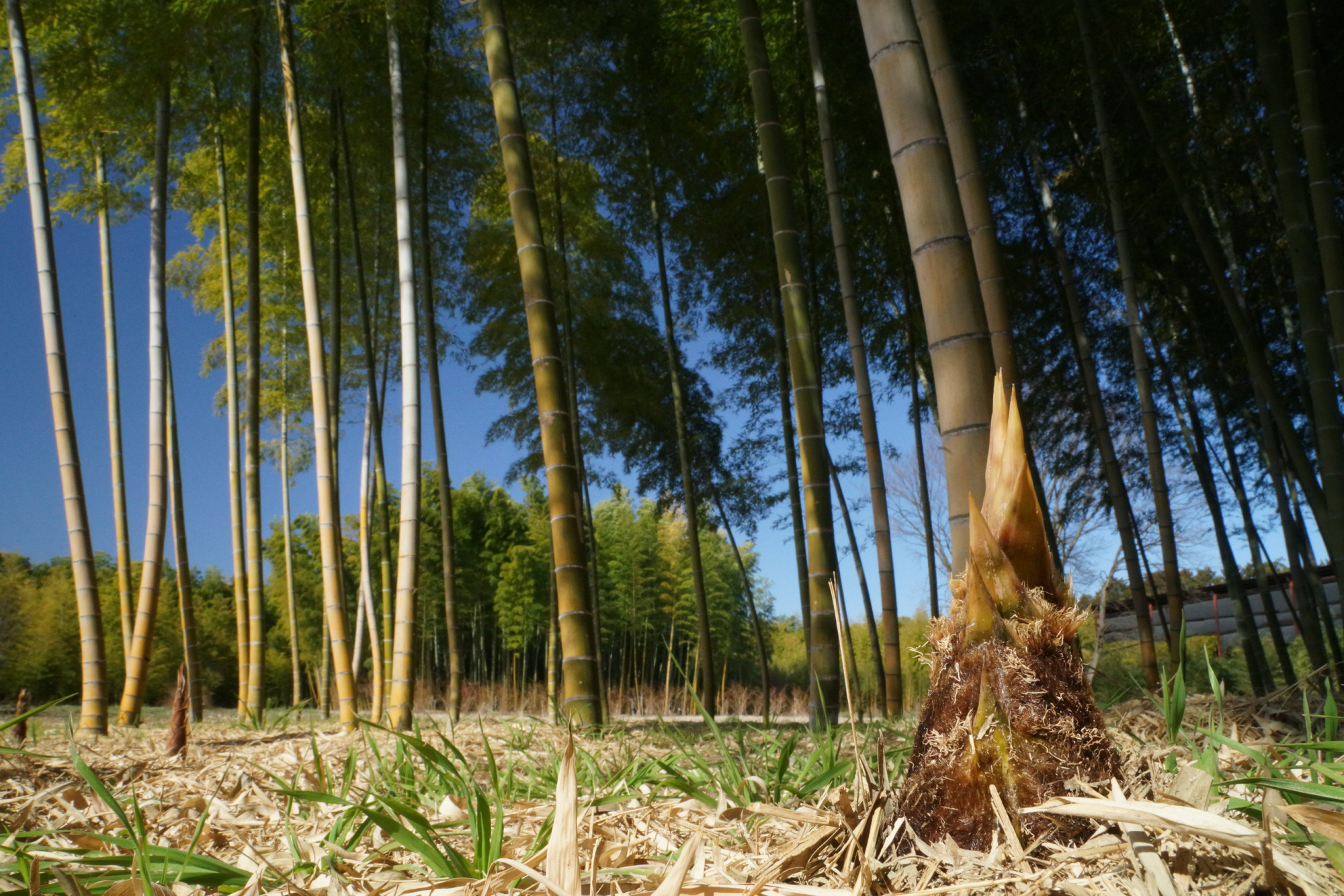 若竹の杜若山農場で「筍の販売」、「筍狩り」が始まりました!