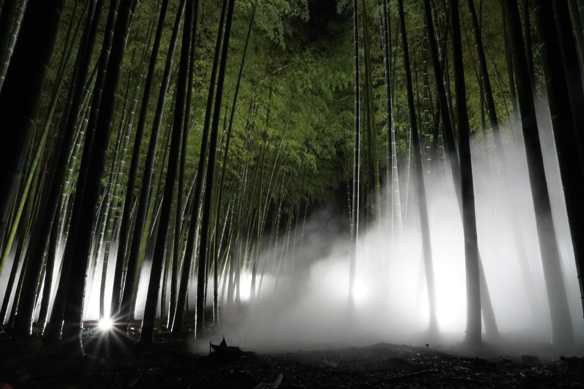 竹林に雲海が現れる幻想的な景観 週末はライトアップも